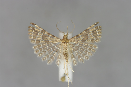 Alucita huebneri