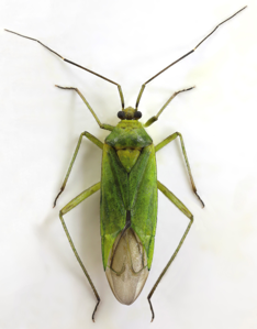 Calocoris alpestris