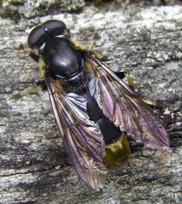Xylota sylvarum