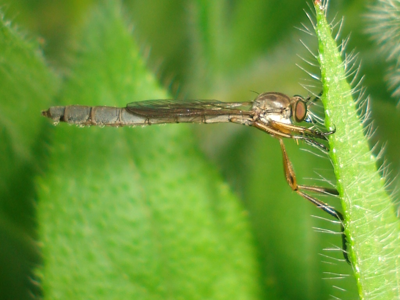 Leptogaster cylindrica