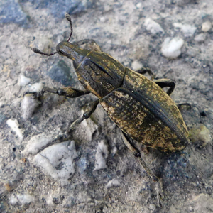 Pseudocleonus cinereus