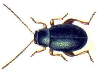 Aphthona herbigrada