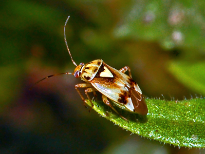 Lygus pratensis
