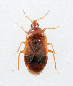 Cardiastethus fasciiventris