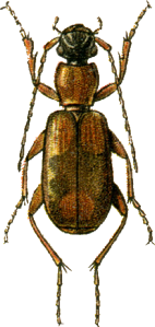 Zuphium olens