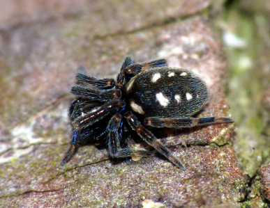Nurscia albomaculata
