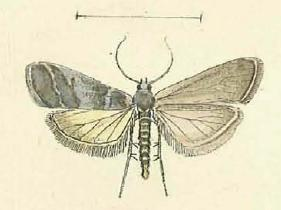 Phycide de l'euphorbe épineuse
