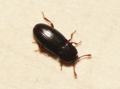 Cerylon histeroides