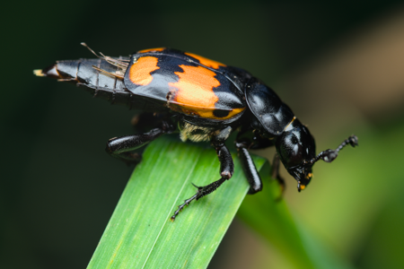 Nécrophore imitateur