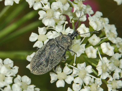 Mycterus curculioides