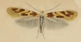 Bucculatrix ulmella