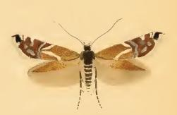 Glyphipterix equitella