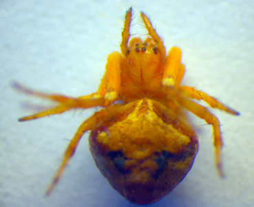 Araneus triguttatus