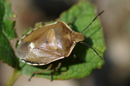 Chlorochroa pinicola