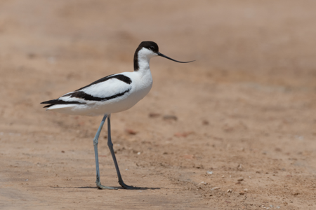 Avocette élégante