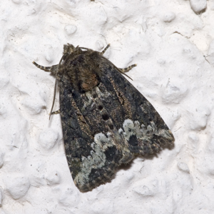 Noctuelle du Dactyle (La)