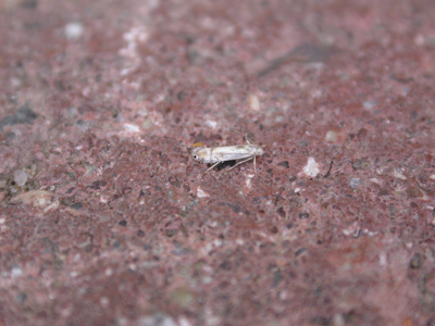 Phyllocnistis unipunctella