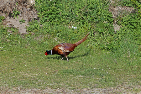 Faisan de Colchide