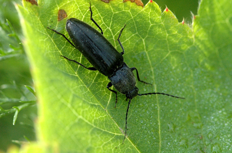 Ectinus aterrimus