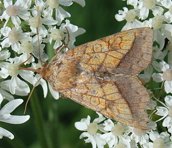 Chrysographe (La)