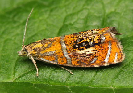 Olethreutes arcuella