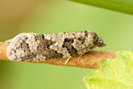 Cnephasia communana