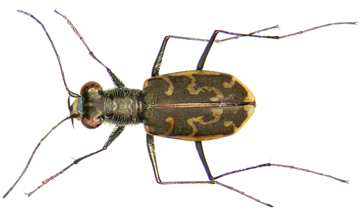 Cylindera trisignata