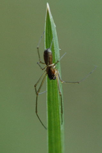 Neriene clathrata