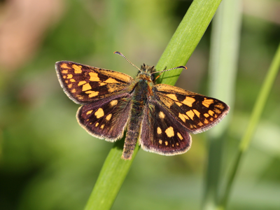 Hespérie du Brome (L')