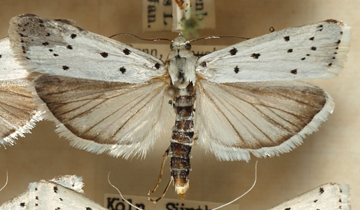 Myélophile tamis