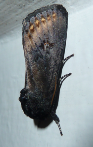 Noctuelle du Pancrais (La)