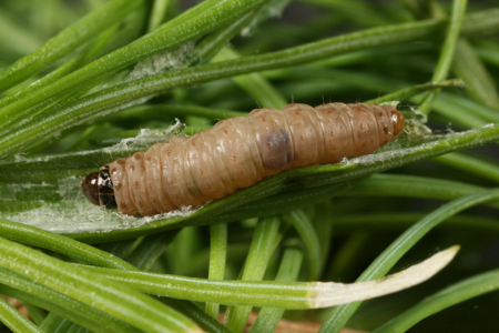 Spilonota laricana
