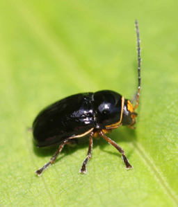 Cryptocephalus flavipes