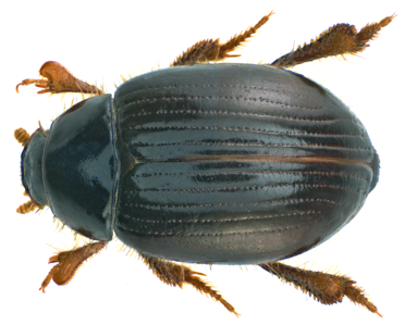 Trachyscelis aphodioides