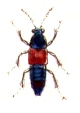 Astrapaeus ulmi