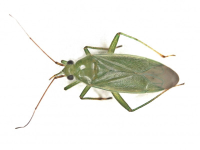 Orthotylus marginalis