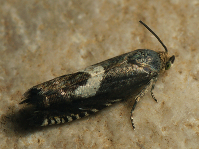 Grapholita orobana