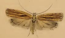 Agonopterix umbellana