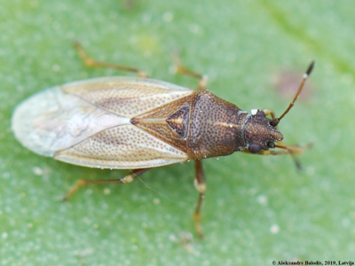 Cymus glandicolor
