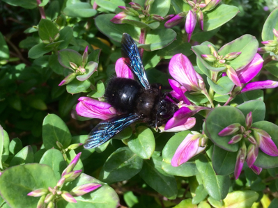 Abeille charpentière