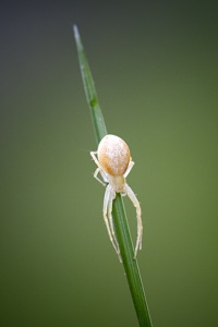Philodromus albidus