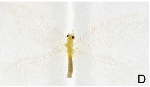 Chrysopidia ciliata
