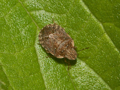 Sciocoris sideritidis