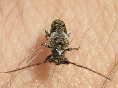Pogonocherus fasciculatus