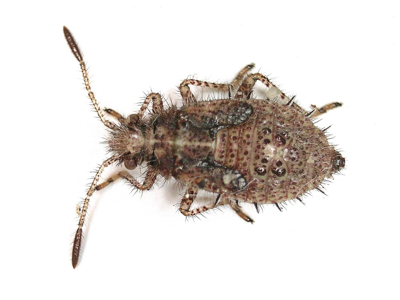 Rhopalus subrufus