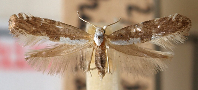 Argyresthia spinosella