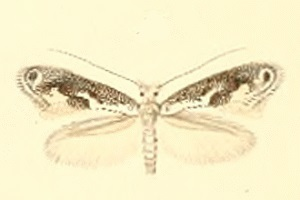 Bucculatrix alaternella