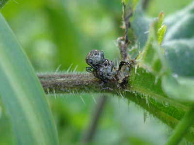 Coeliastes lamii
