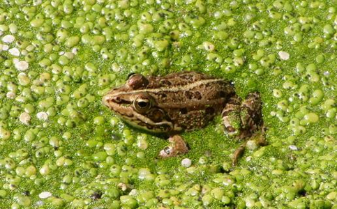 Grenouille de Pérez (La)