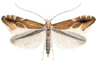 Phyllonorycter leucographella